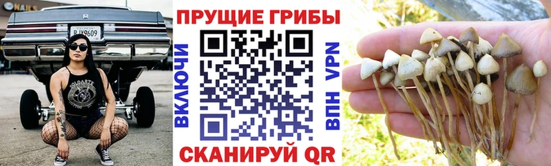 Купить  Полесск  Псилоцибиновые грибы прущие грибы 